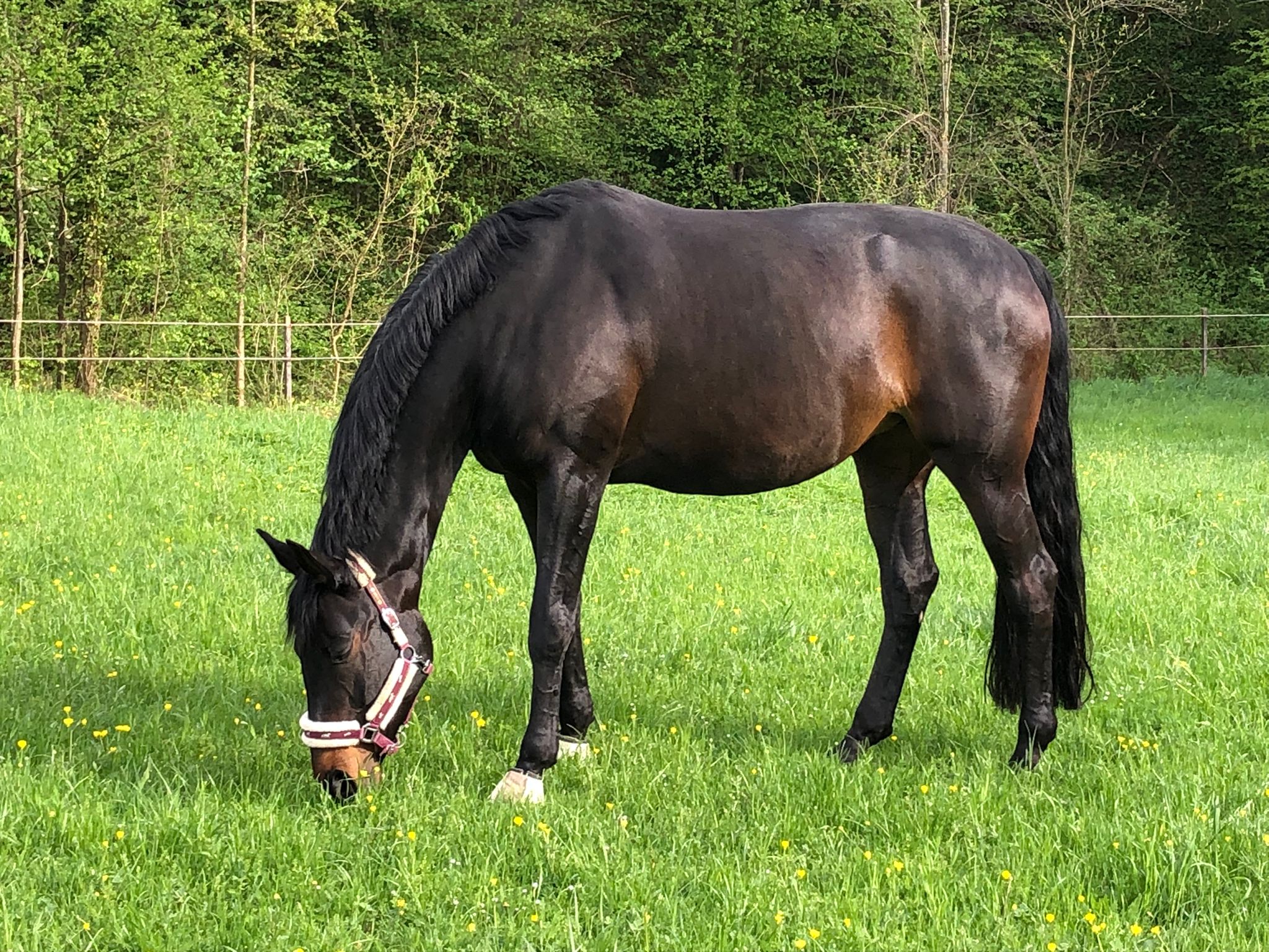 Unsere Pferdepension - Saftige Weideflächen und ausreichend Auslauf im Freien
